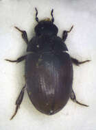 Image of Cercyon (Cercyon) melanocephalus (Linnaeus 1758)