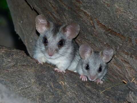 Image of Acacia Rats