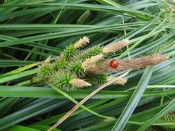 Image of Oahu Sedge