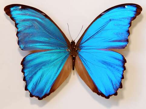 Image of Morpho