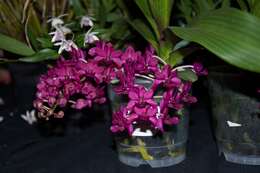 Image of Orchidaceae