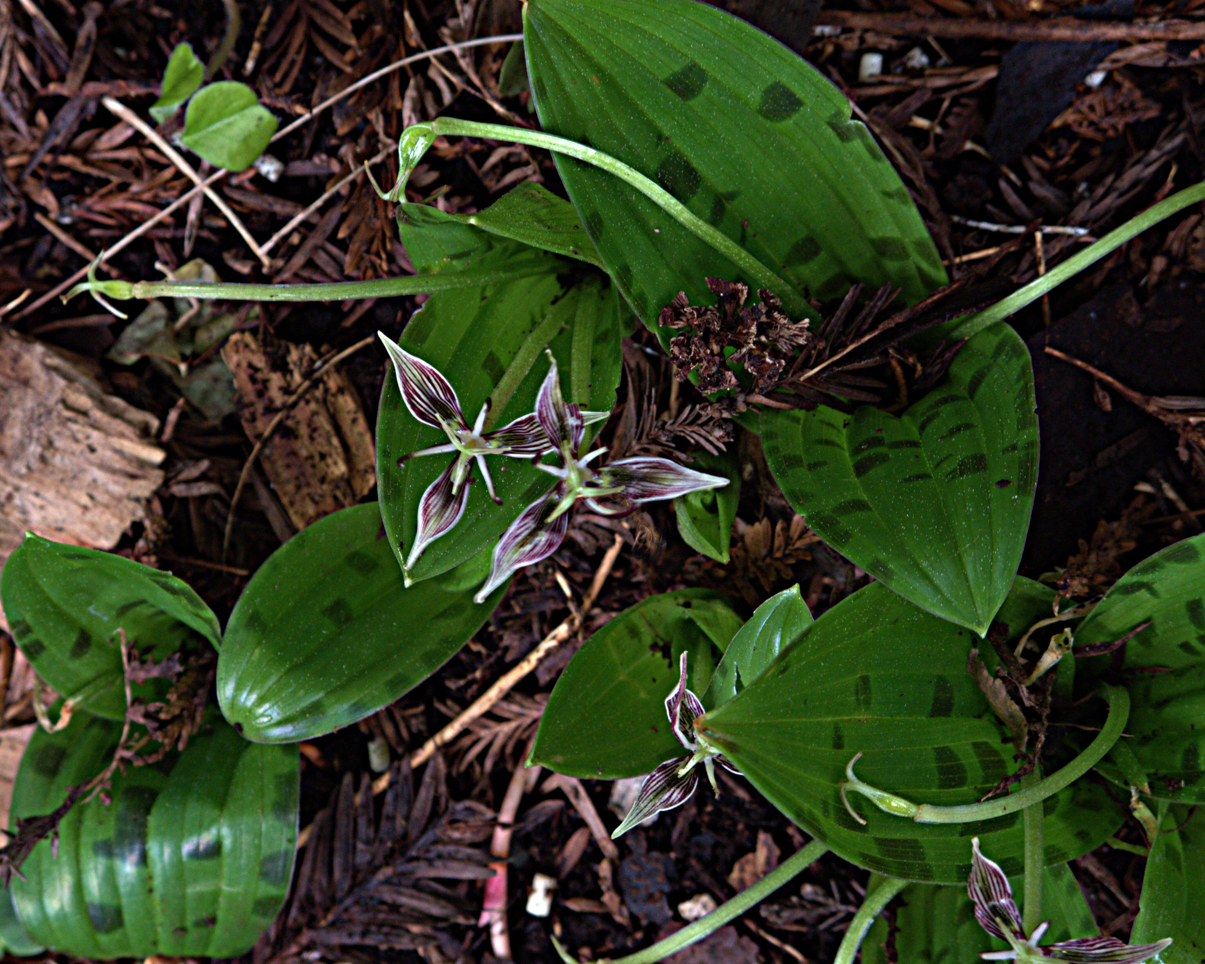 Image of California fetid adderstongue