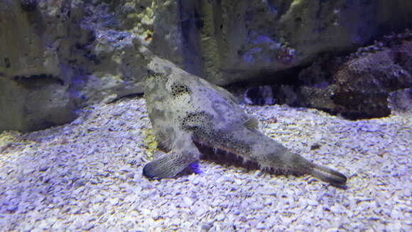 Image of Brazilian batfish