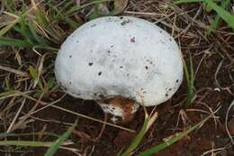 Image of Calvatia lilacina (Mont. & Berk.) Henn. 1904