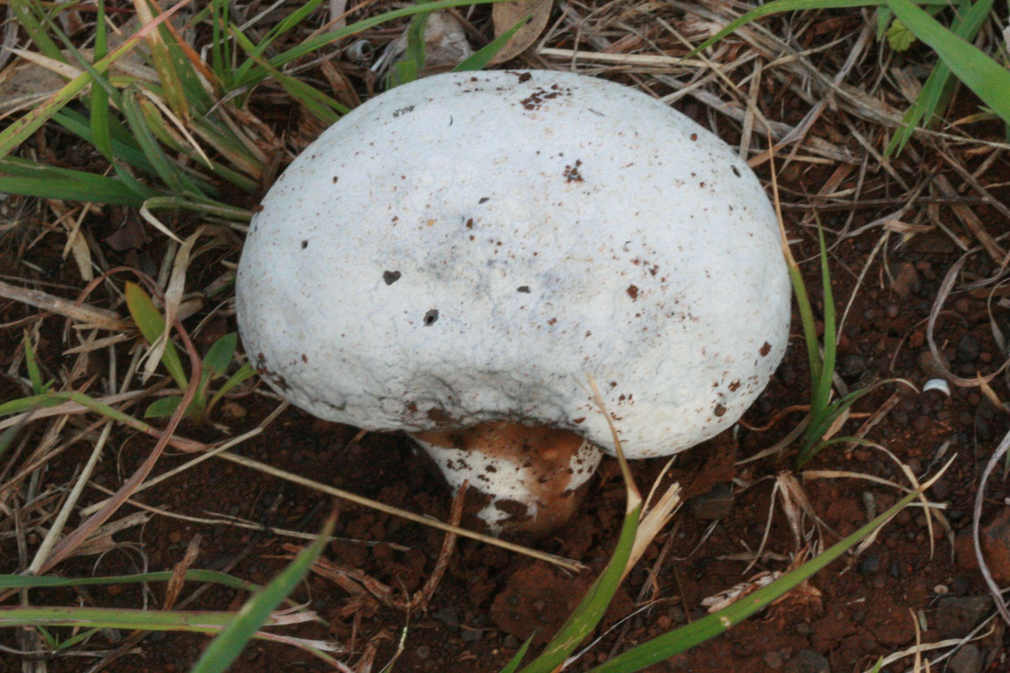 Image of Calvatia lilacina (Mont. & Berk.) Henn. 1904