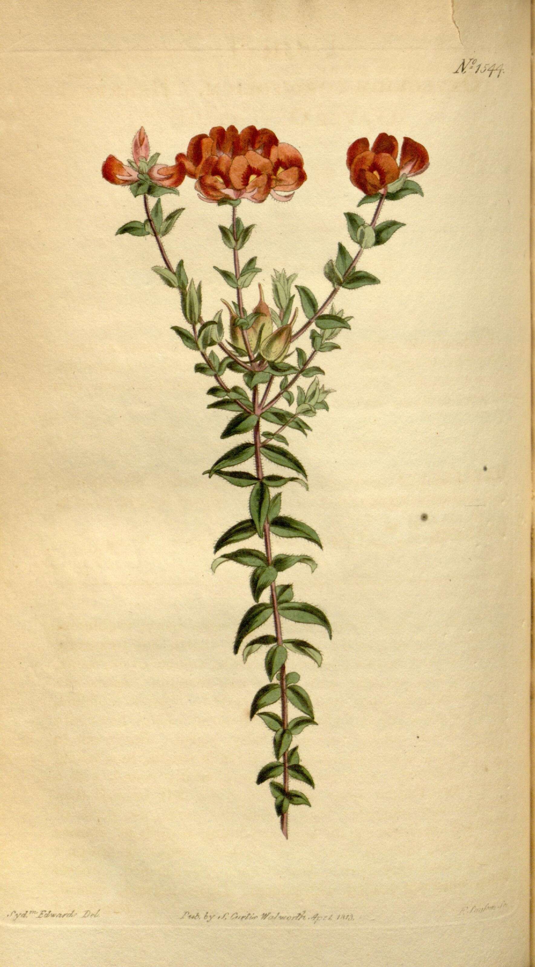 Image of Oxylobium cordifolium Andrews