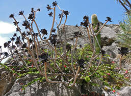 Aeonium resmi