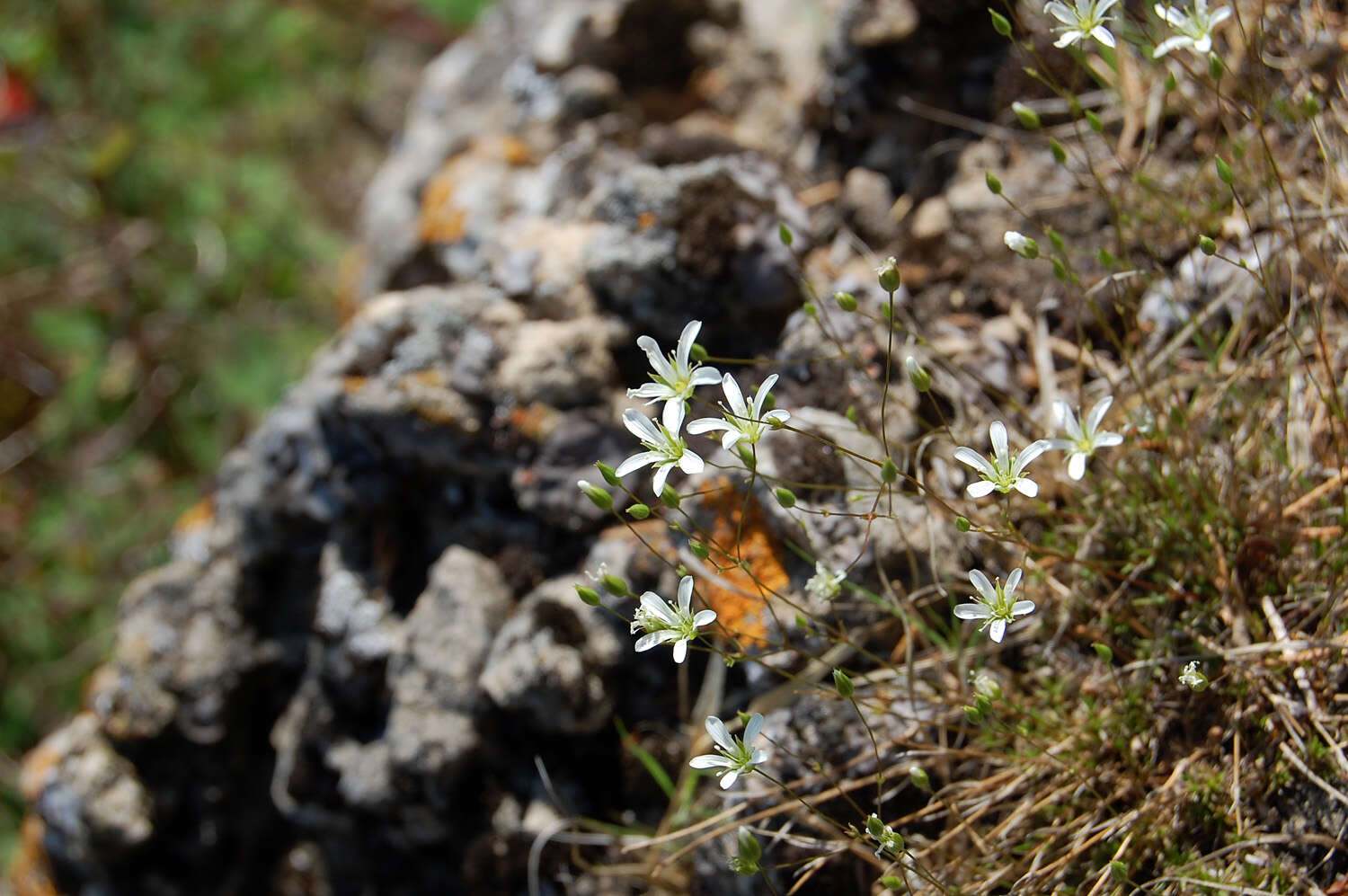 Image de Sabulina macra (A. Nelson & J. F. Macbr.) Dillenb. & Kadereit