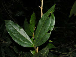 Imagem de Calliandra grandifolia P. H. Allen