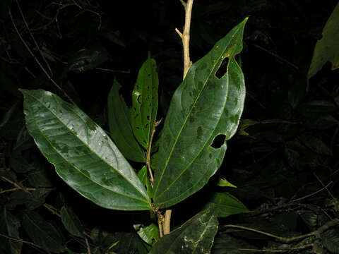 Image of Calliandra grandifolia P. H. Allen