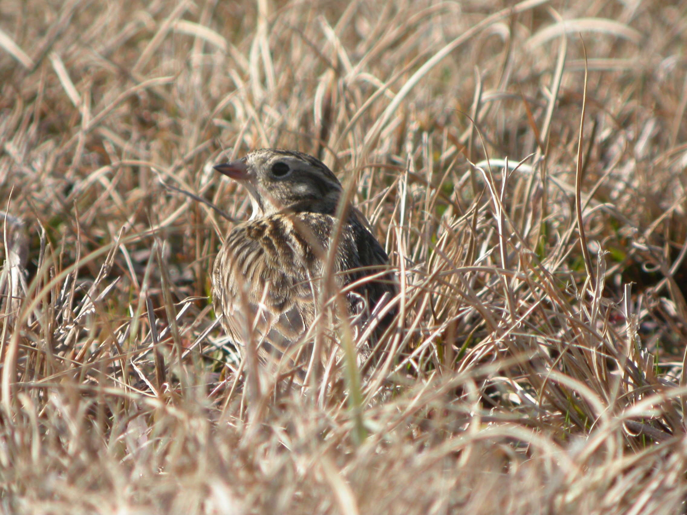 Image of Smith's Longspur