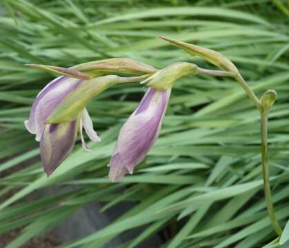 Imagem de Gladiolus papilio Hook. fil.