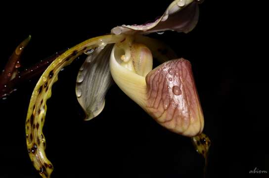 Image de Paphiopedilum stonei (Hook.) Stein