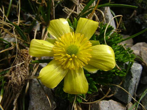 Image de Ranunculus sericophyllus Hook. fil.