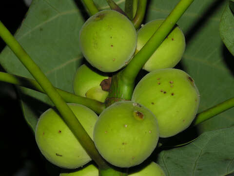 Image of Ficus nymphaeifolia Mill.