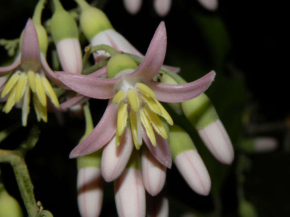 Image of Styrax glabratus Schott