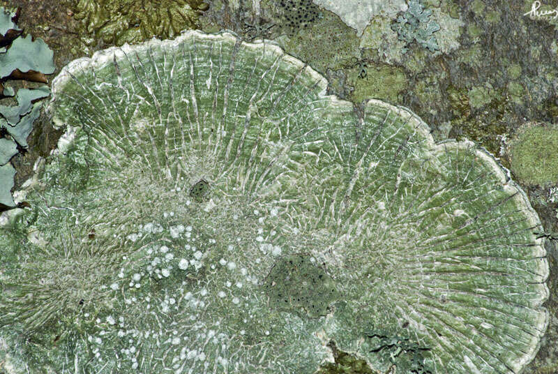 Image of pore lichen