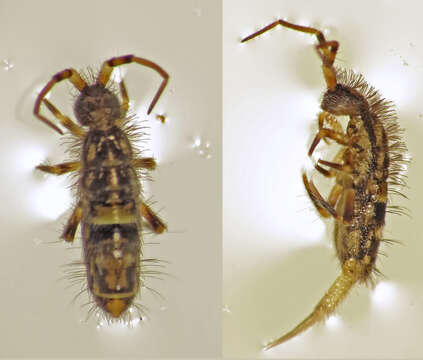 Image of hairy-back girdled springtail