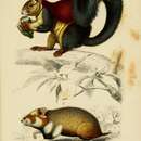 Image of Indian Giant Squirrel