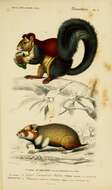 Image of Indian Giant Squirrel