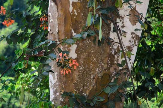 Image of Bauhinia coccinea (Lour.) DC.