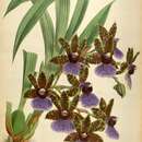 Image of Zygopetalum maxillare G. Lodd.