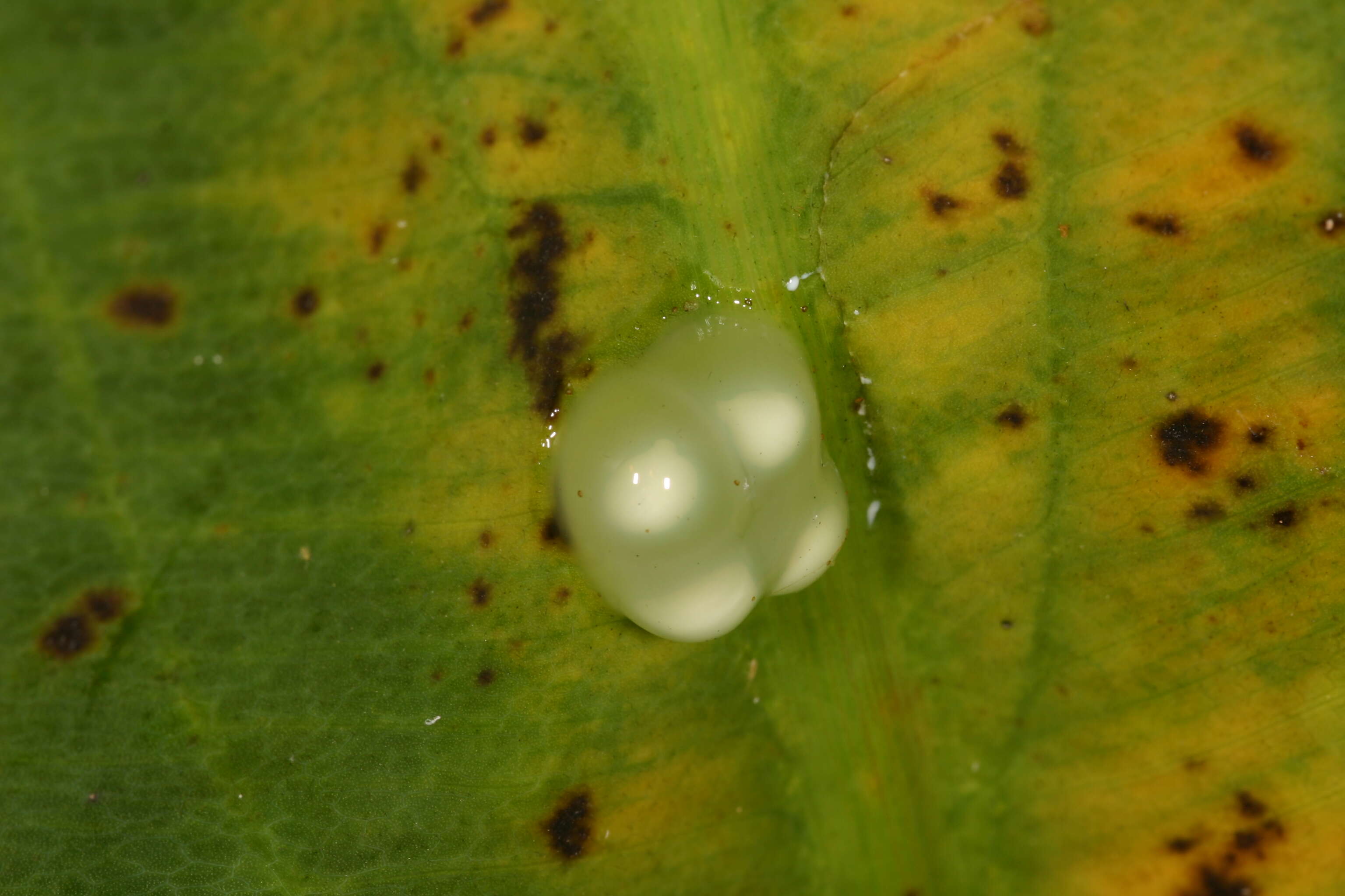 Image of Coqui llanero