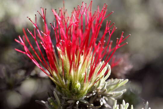 Image de Melaleuca cinerea Craven & R. D. Edwards