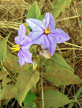 Imagem de Solanum elaeagnifolium Cav.