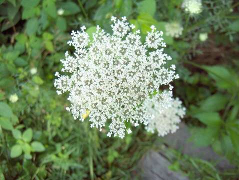 Image of wild carrot