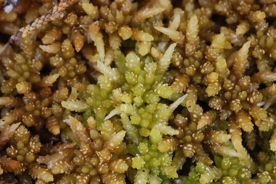 Image of Sphagnum cristatum Hampe 1874