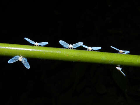 Image of rattlesnake plant