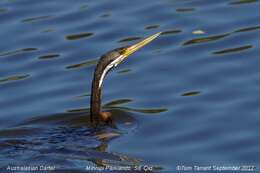 Image de Anhinga d'Australie