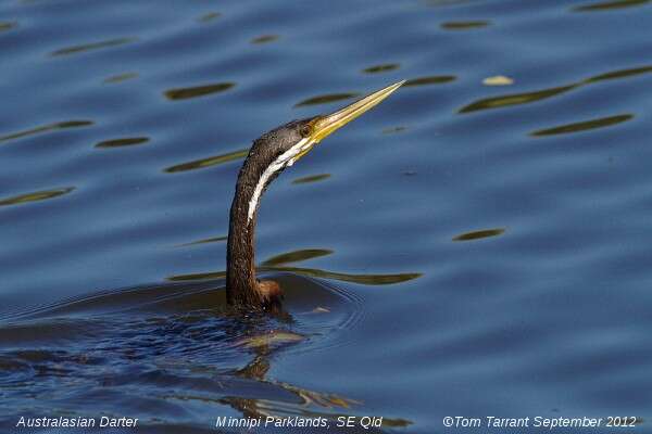 Image de Anhinga d'Australie