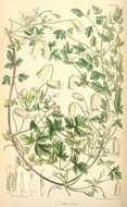 Sivun Clematis aethusifolia Turcz. kuva