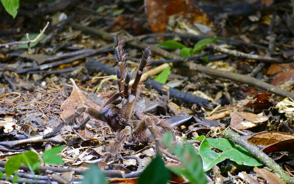 Image of Theraphosa