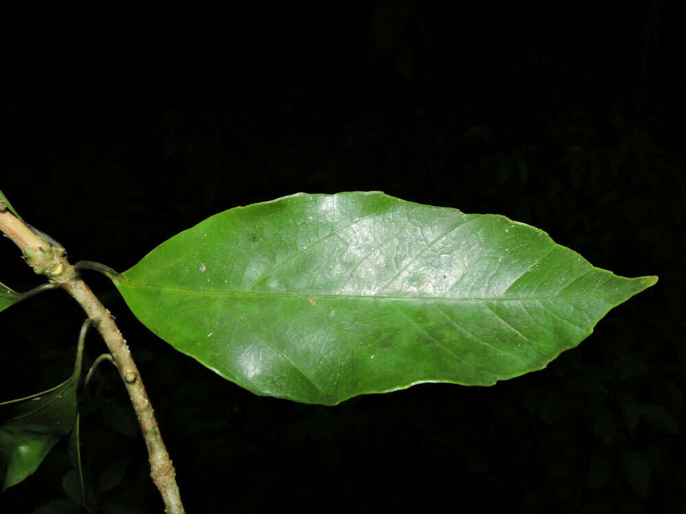 Imagem de Dendropanax caucanus (Harms) Harms