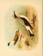 Image of Wheatear