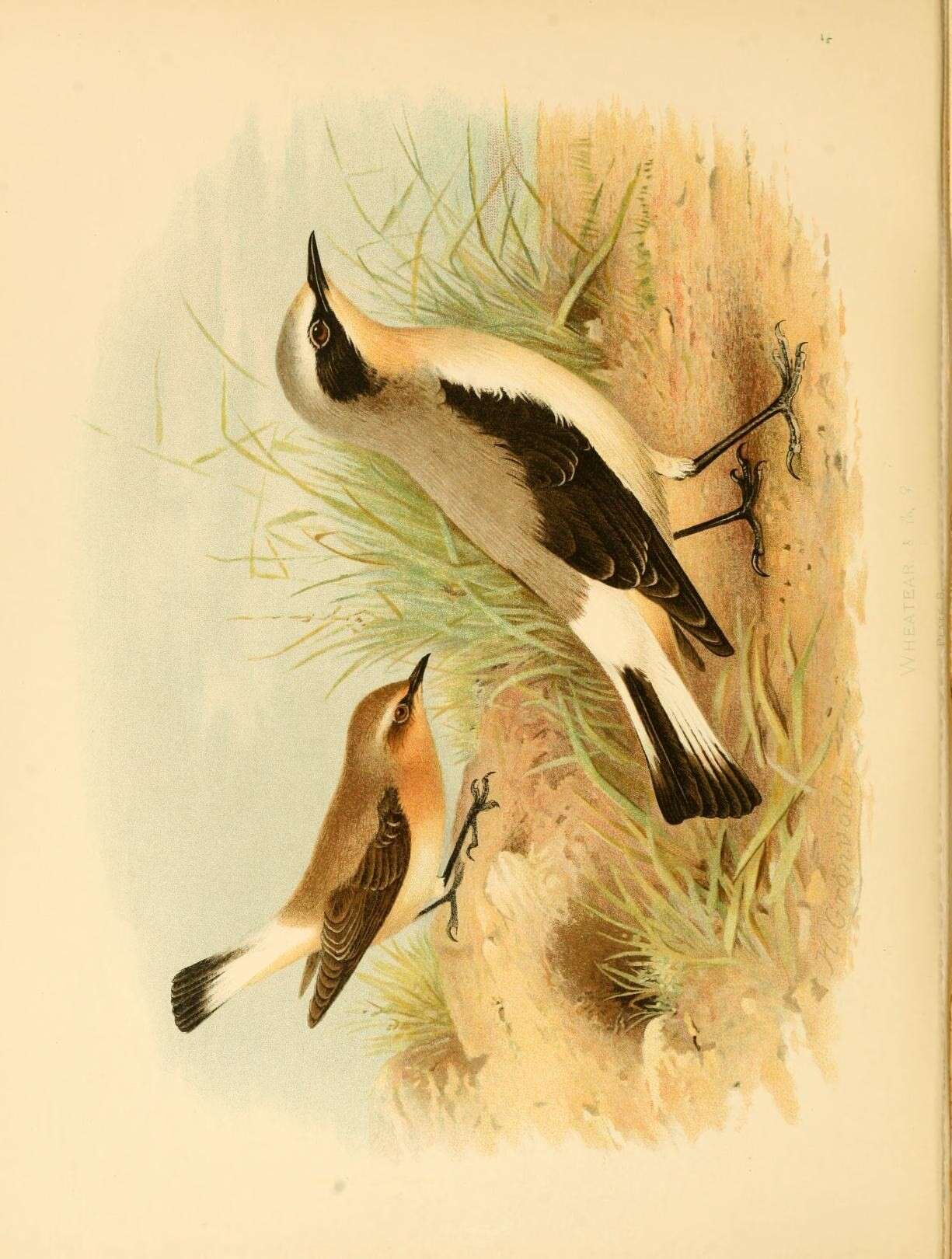 Image of Wheatear