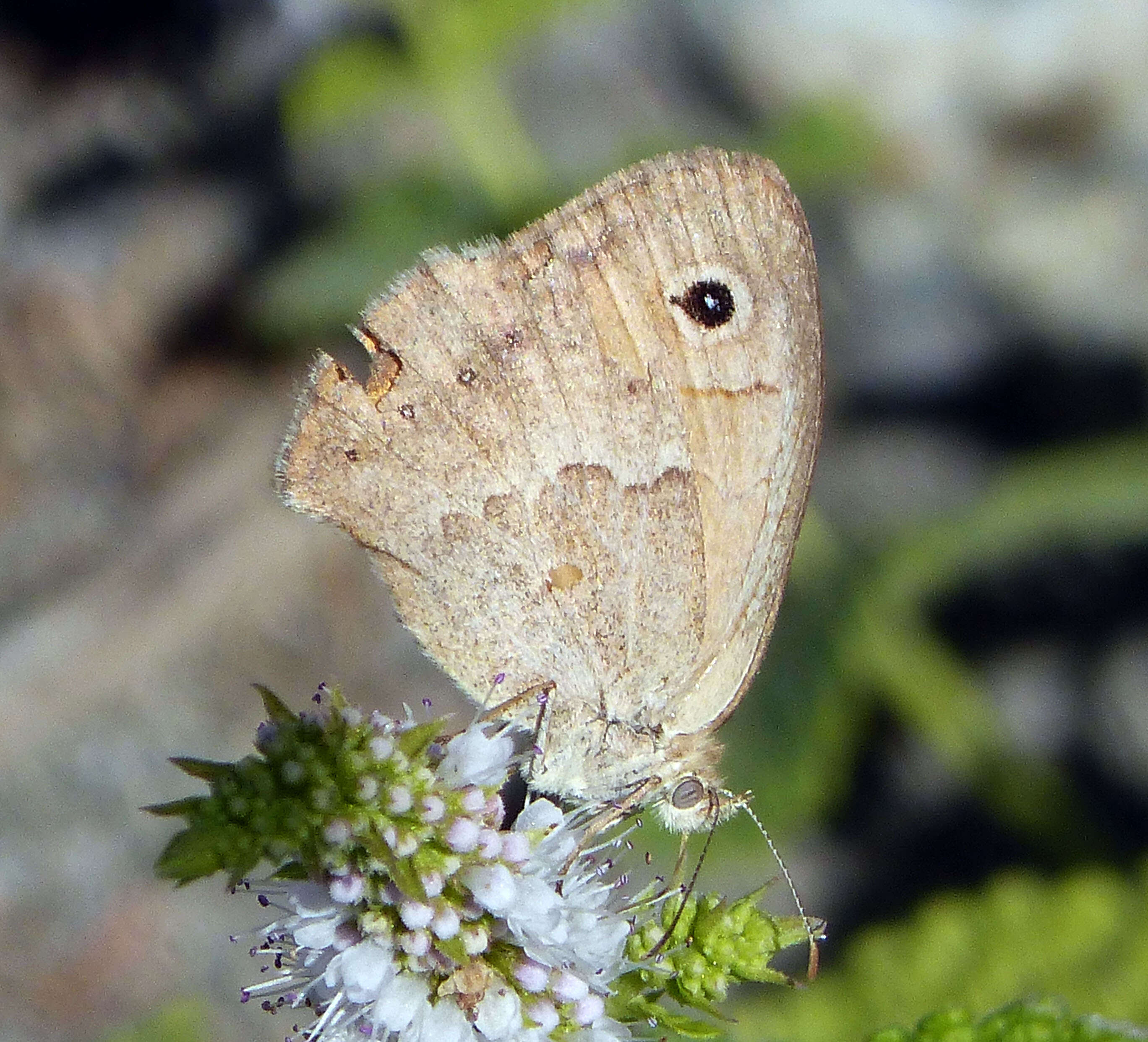 Слика од Coenonympha