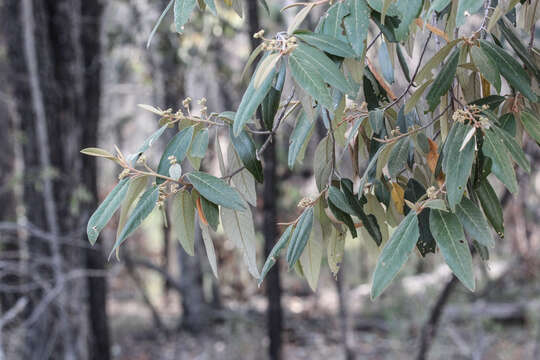 Image de Alphitonia excelsa (Fenzl) Benth.