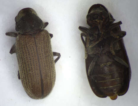 Image of Furniture beetle