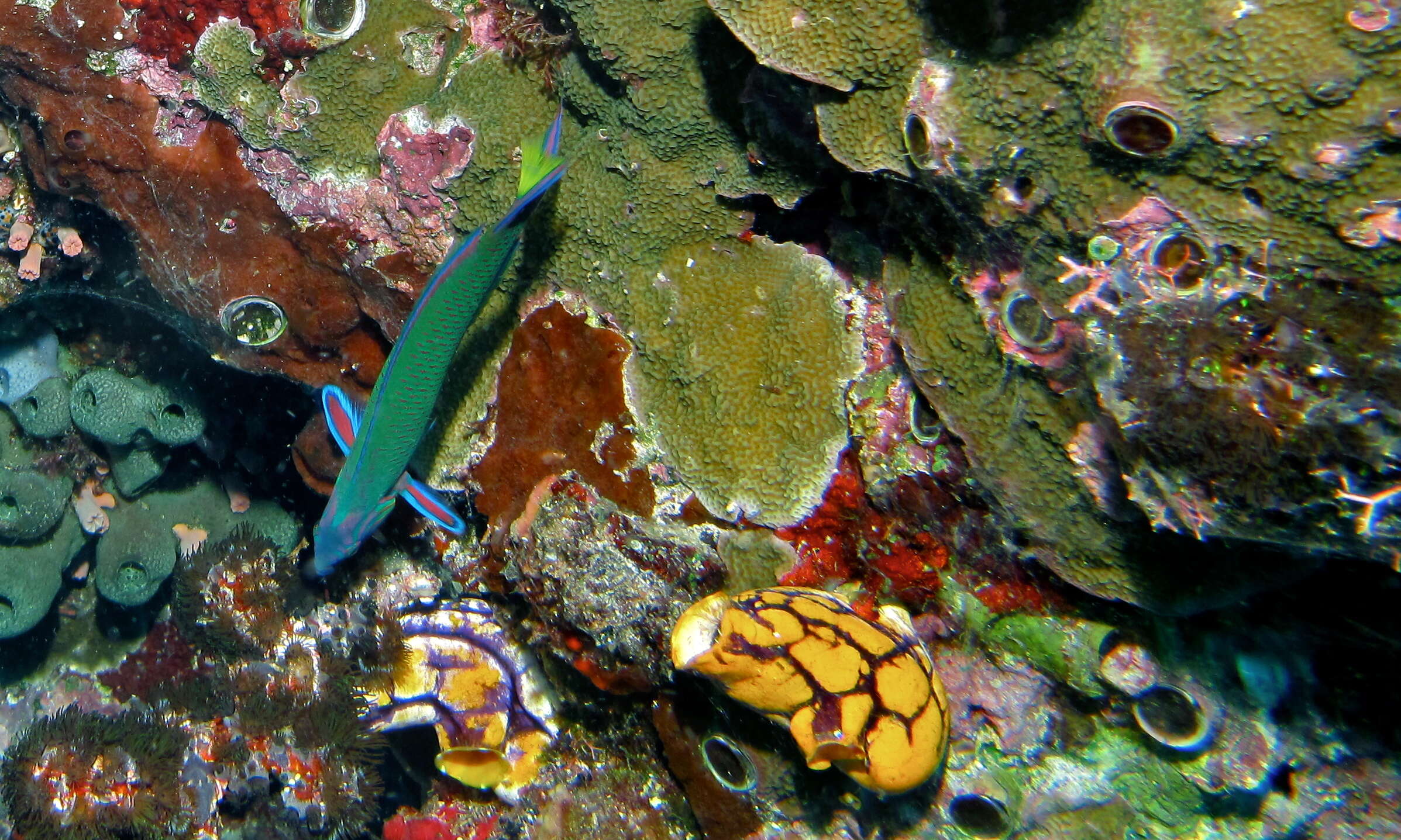 Image of Blue wrasse