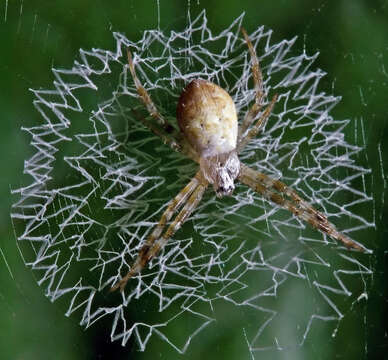 Image of St Andrews cross spider