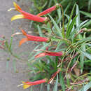 Image of Lobelia laxiflora angustifolia