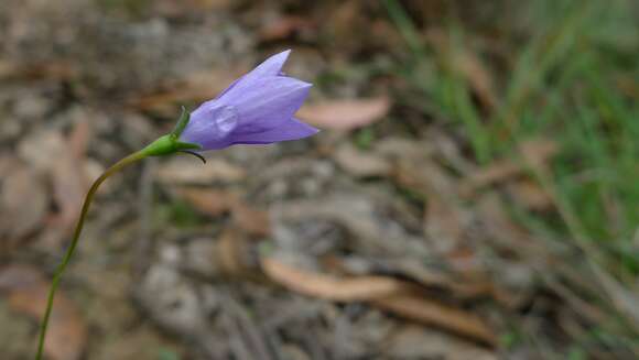 Image of Wahlenbergia littoricola P. J. Sm.