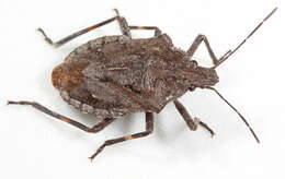 Image of Four-humped Stink Bug