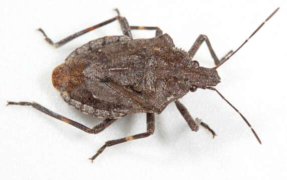 Image of Rough Stink Bugs