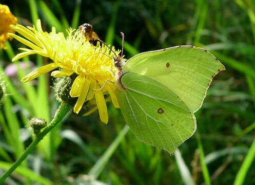 Imagem de Gonepteryx rhamni (Linnaeus 1758)