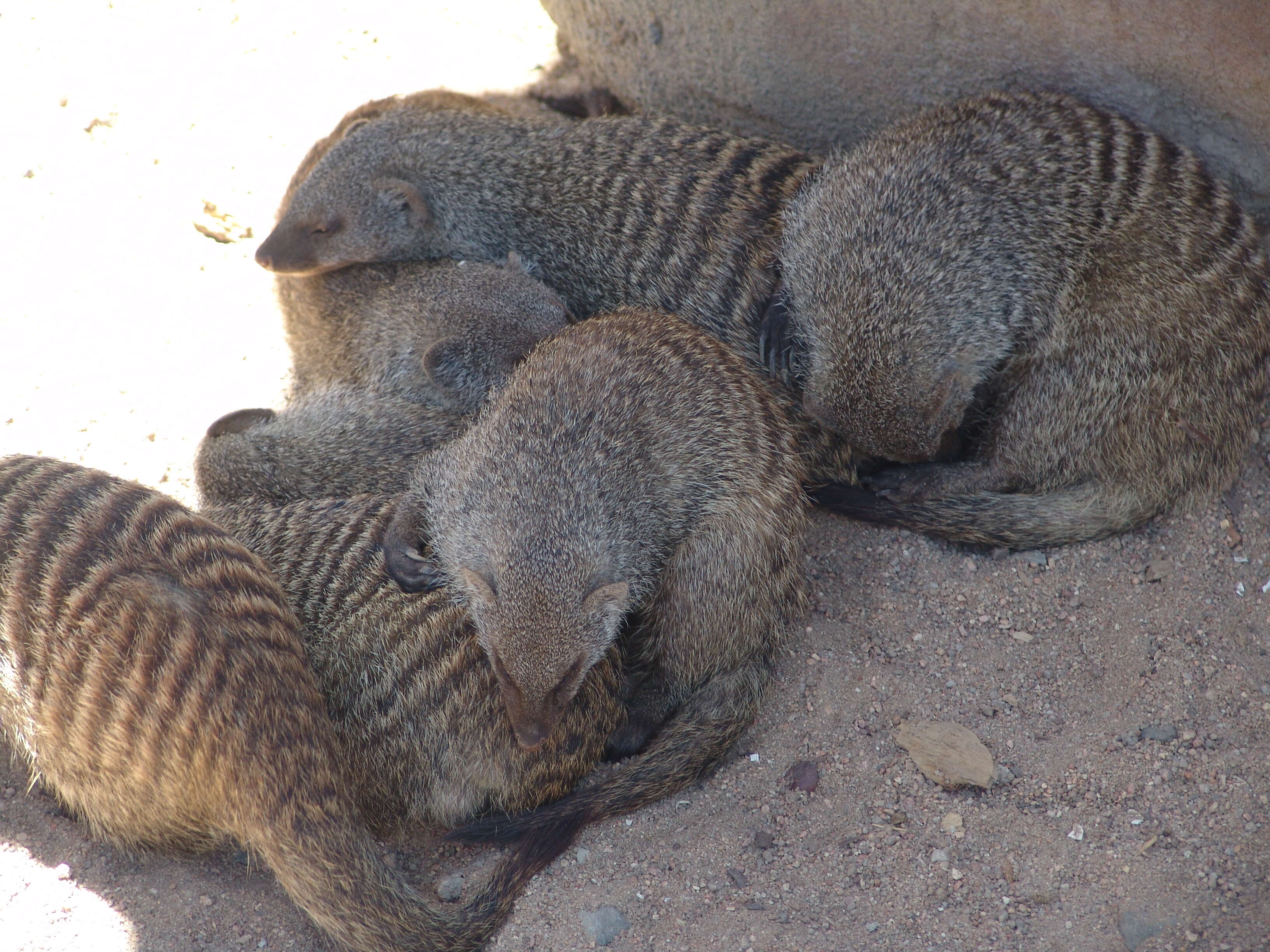 Image of Banded mongooses